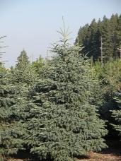 Black Hills Spruce